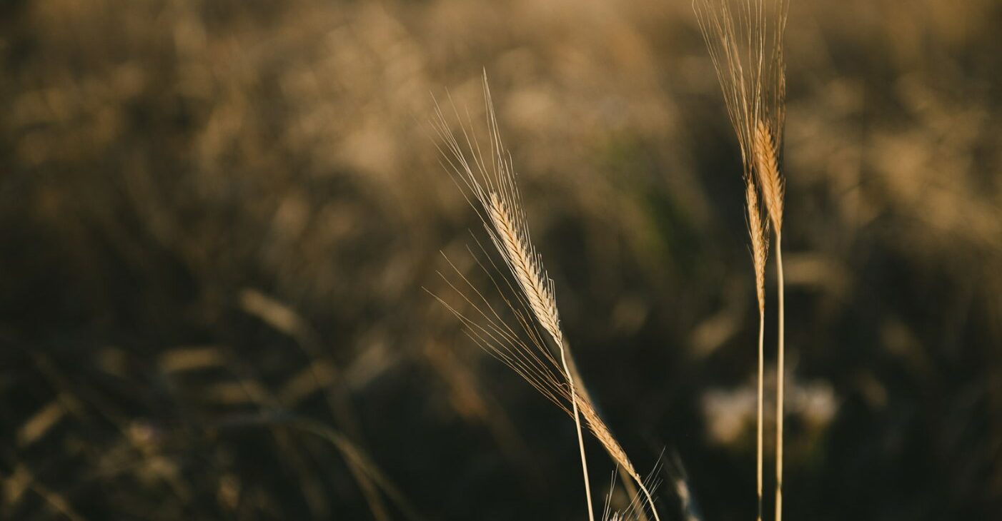 Blé au soleil