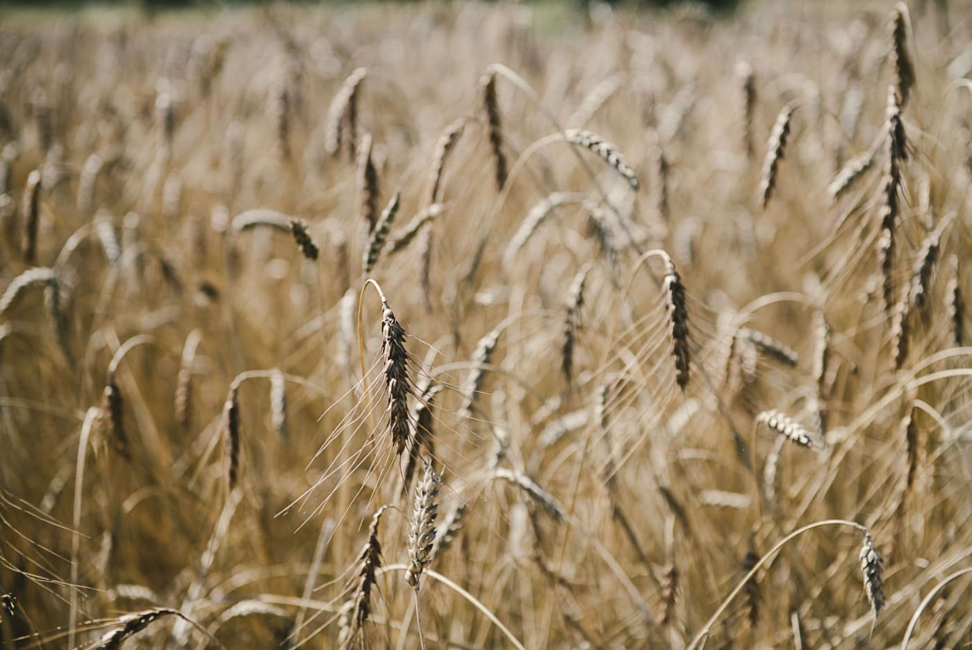 Transition agroécologique et structuration des filières